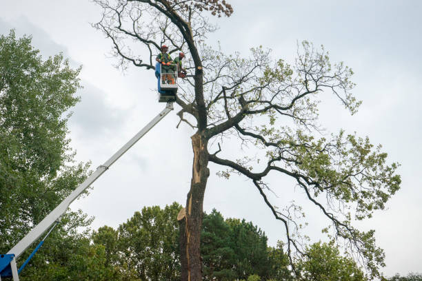 Best Tree Health Inspection  in Glendora, NJ